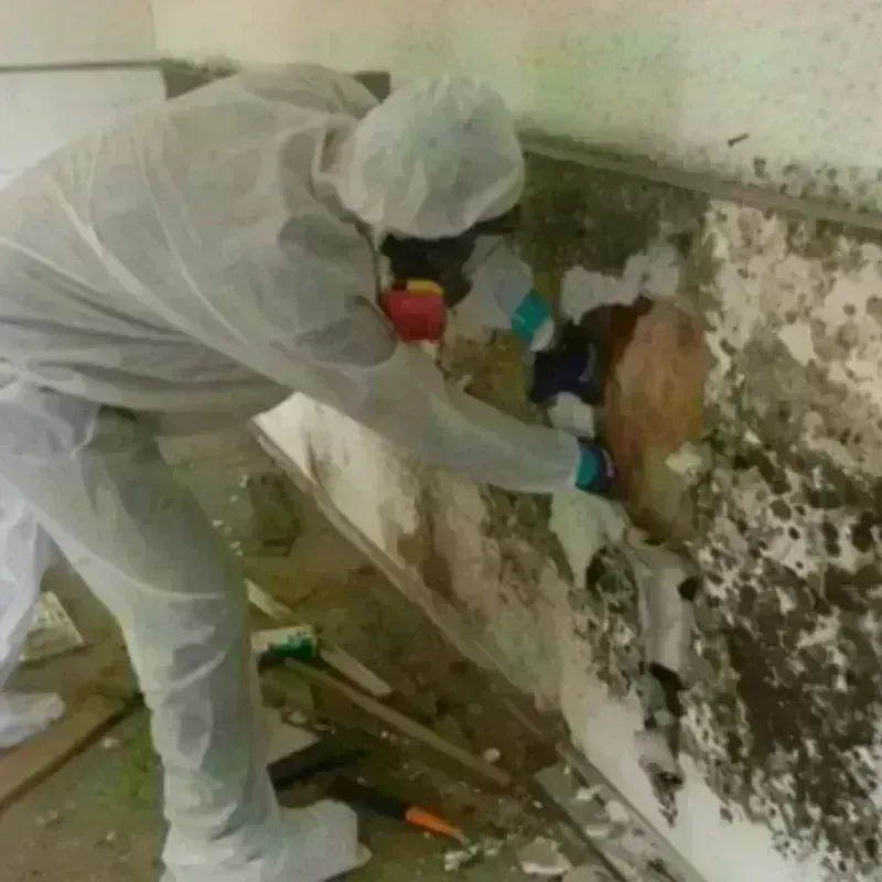 Mold Remediation and Removal in Long Beach, MD